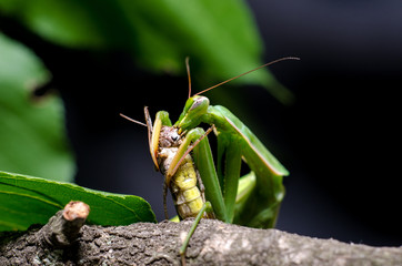 Mantis religiosa eating grasshopper