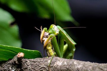 Mantis religiosa eating grasshopper