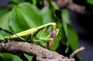 Mantis religiosa eating grasshopper