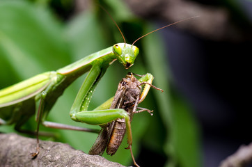 Mantis religiosa eating grasshopper