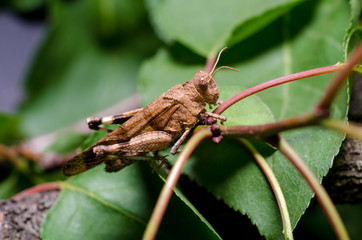 Grasshopper on leaf