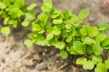 Radish sprouting in garden