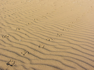 Fototapeta premium seagull footprints on yellow sand from an Italian beach