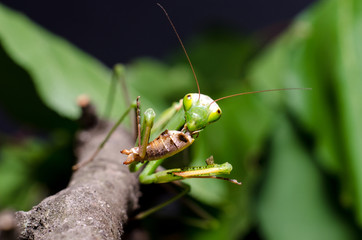Mantis religiosa eating grasshopper