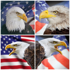 Composition bald eagle and USA flag