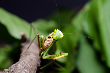 Mantis religiosa eating grasshopper