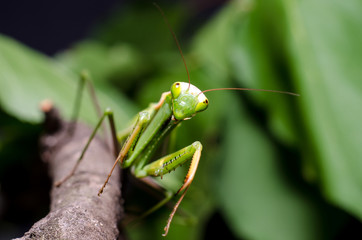 Mantis religiosa.