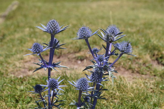 Pyr&eacute;n&eacute;es, lac, Gabas ciel, pic, refuges, vaches, animaux, amour, chardons