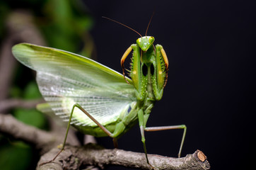 Mantis in Defensive Stance