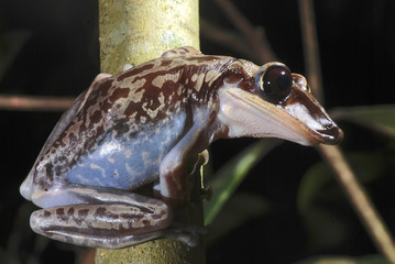 Perereca-de-capacete (Aparasphenodon brunoi) | Bruno's Casque-headed Frog