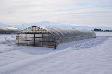 雪の中のビニールハウス