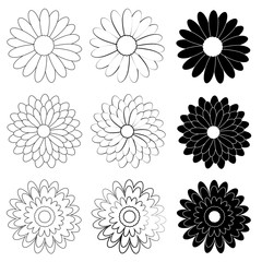 Black and White Daisy flower on white background