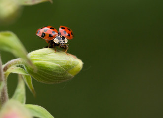 Starting ladybug