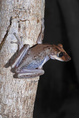 Perereca-de-capacete (Aparasphenodon brunoi) | Bruno's Casque-headed Frog