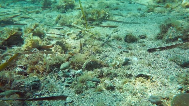 Underwater marine life in the Mediterranean sea, an octopus on the seabed goes away followed by a comber fish with a Mediterranean rainbow wrasse , Catalonia, Costa Brava, Spain, 60fps
