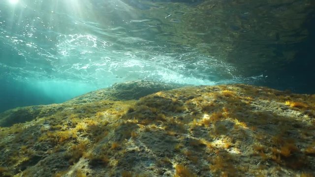 Underwater sunlight through the water surface seen from a shallow rocky seabed with algae and fish in the Mediterranean sea, natural scene, Catalonia, Costa Brava, Spain, 60fps
