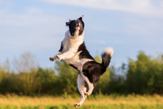 border collie jumps for a thrown treat