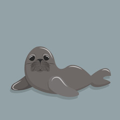 cute seal