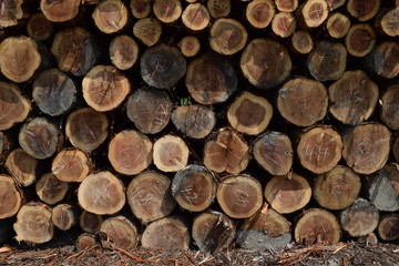 切り出された杉の丸太