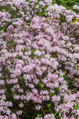 Botanical Garden, plants, flower, cactus 