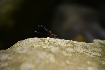 damselfly