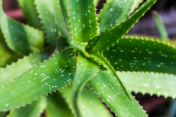 Botanical Garden, plants, flower, cactus 