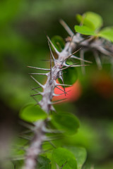 Botanical Garden, plants, flower, cactus 
