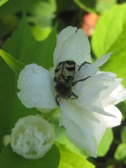 жук на цветке жасмина