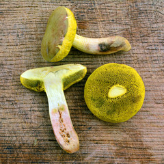 xerocomus submentosus mushroom