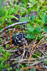 Mushroom picking, woods, harvest, green look