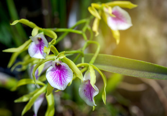 Small flowers with pink and white. In the orchid family blooms in the garden.The Orchidaceae are a diverse and widespread family of flowering plants with blooms that are often colourful and fragrant
