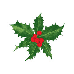 Holly berry Christmas icon.