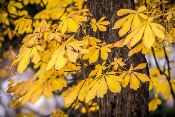 Obraz premium autumn leaves