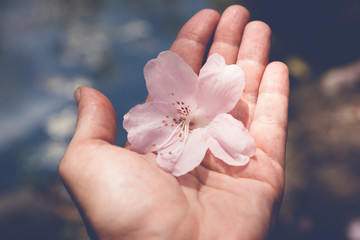 gentle pink flower in human palm, image with retro toning