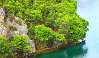 Pine forest on coast of river Krka in Croatia