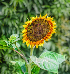 Blooming garden Sunflower. Natural bright background