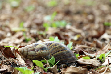 Snail on the ground and the pile of dry leaves. it is a mollusk with a single spiral shell into which the whole body can be withdrawn.