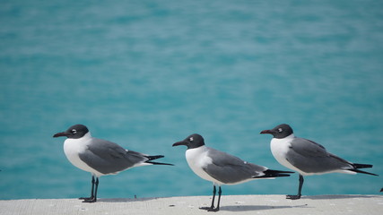Sea Gulls