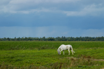 Obraz premium Summer landscape with white horse on grazing