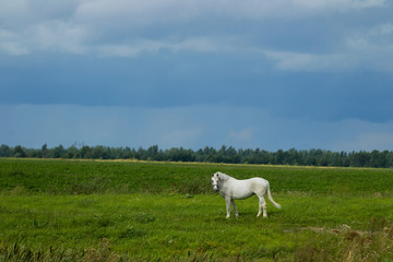 Obraz na płótnie Canvas Summer landscape with white horse on grazing