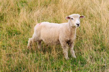 A Sheep standing in the Countryside