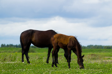 Fototapeta premium Breeding horse with a foal in the pasture
