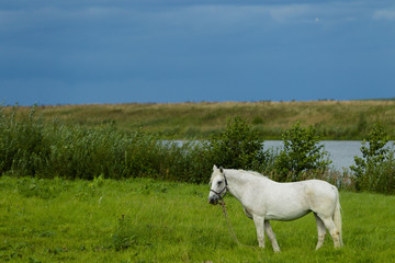 Fototapeta premium Letni krajobraz z białym koniem na wypasie