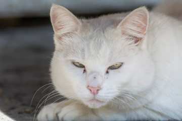 Lazy white cat