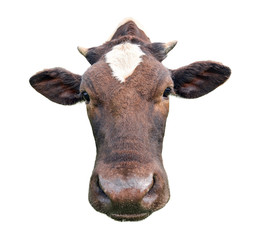 Funny cute spotted cow isolated on white. Black and white cow muzzle close up. Funny curious cow.  Farm animals. Cow close looking at the camera 