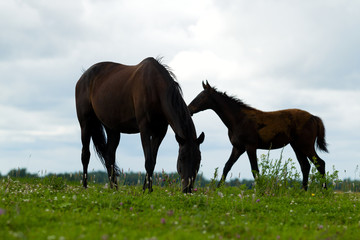 Breeding horse with a foal in the pasture
