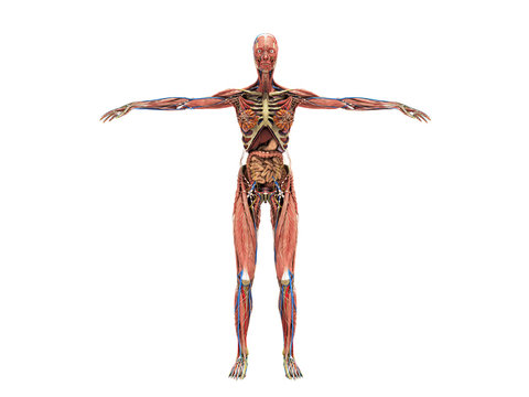 A woman body for books on anatomy 3d render on white no shadow