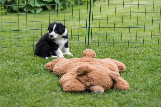 Hundebabys Photos Royalty Free Images Graphics Vectors Videos Adobe Stock