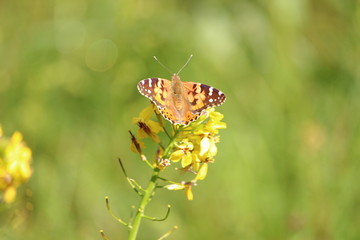 butterfly