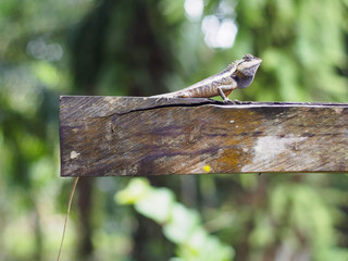 close up lizard beautiful patterned are sun on the timber is so dogmatism
